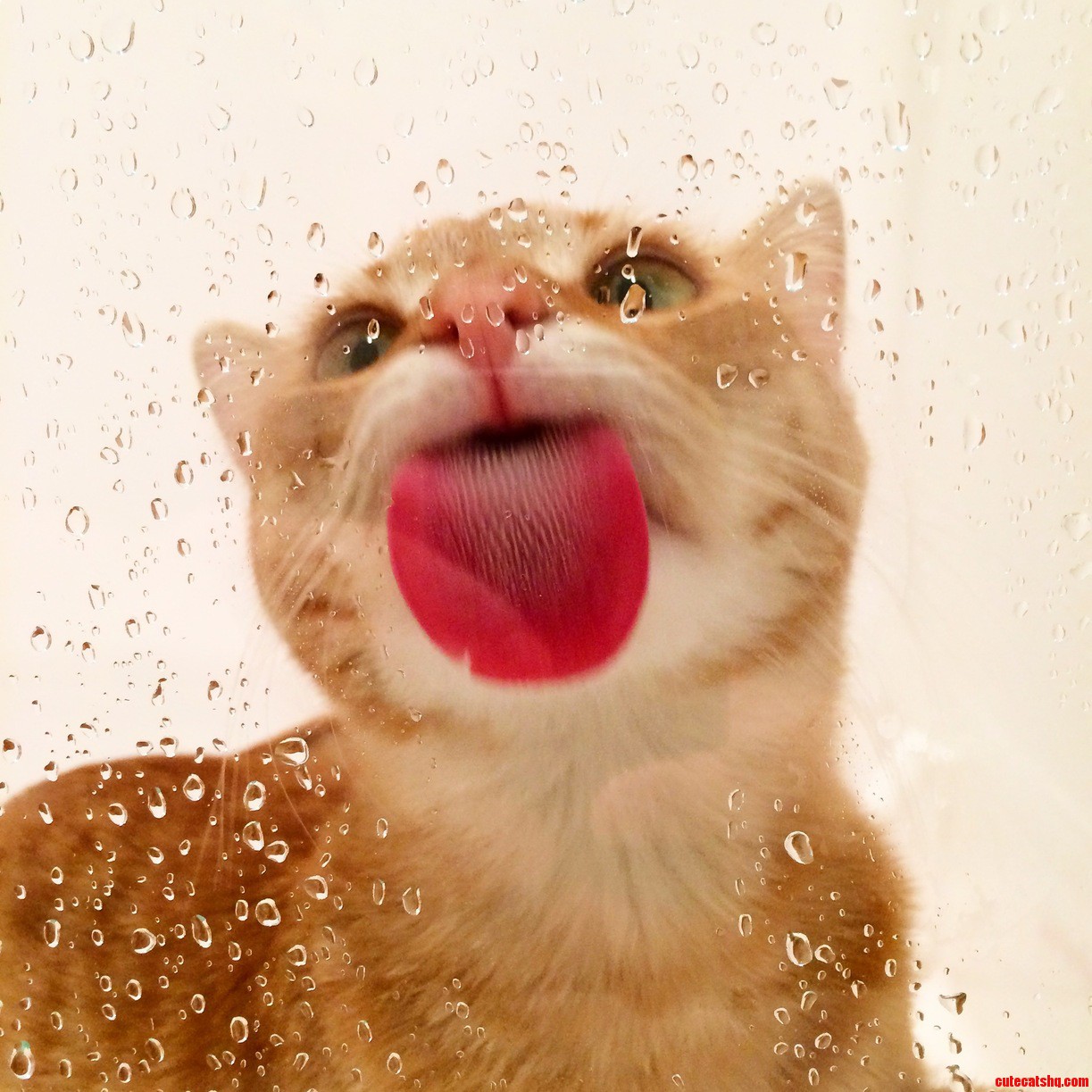 He Prefers the Shower Water.