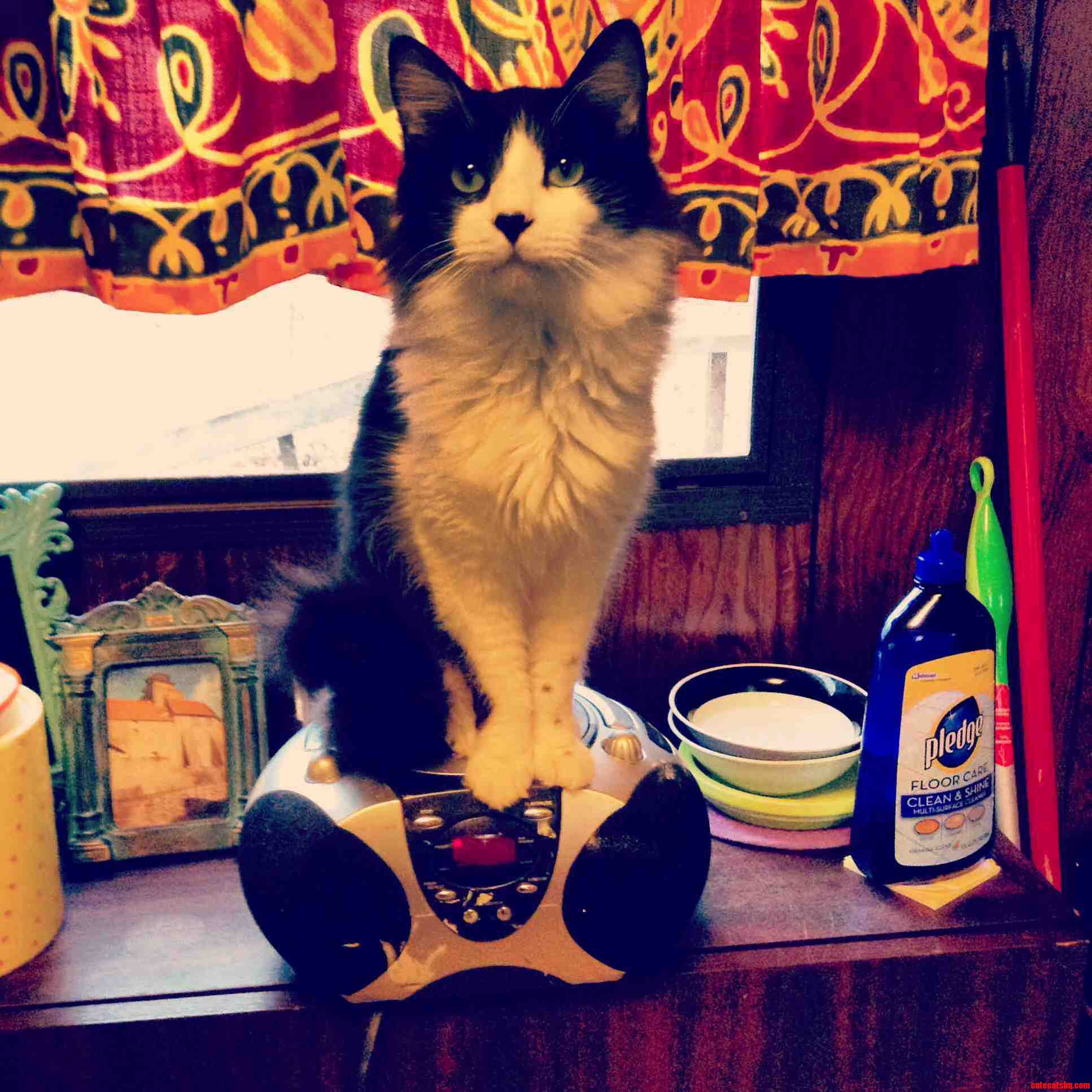He Ran Away a Week Before I Moved Out of State. This Is Clover.
