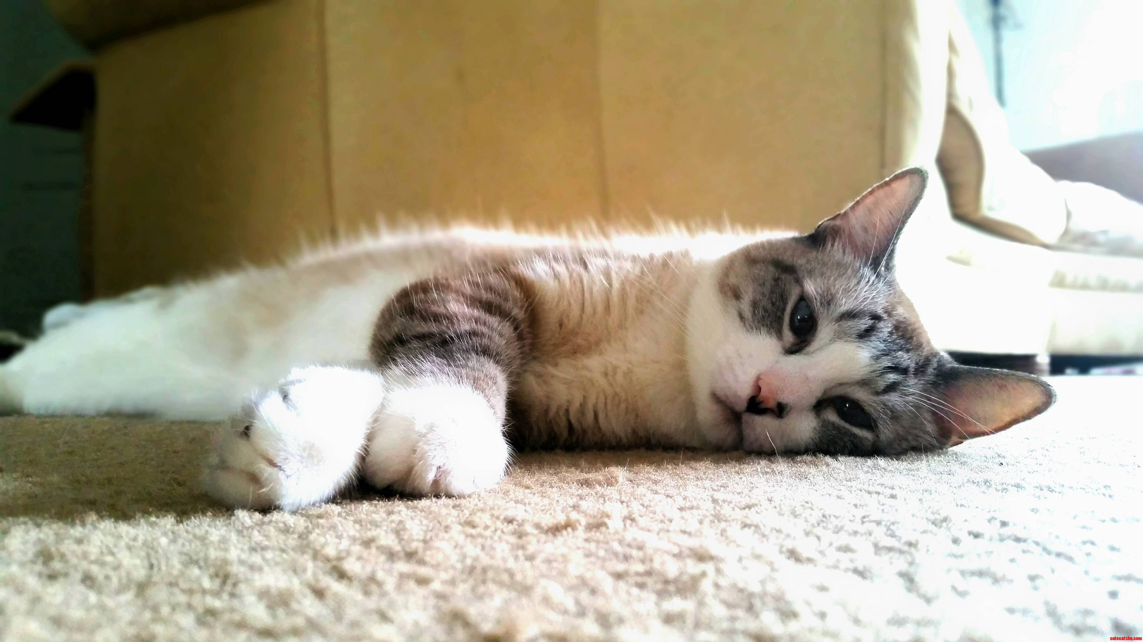 He Was Taken Back to the Shelter Twice and Is Such a Charmer This Is Bj