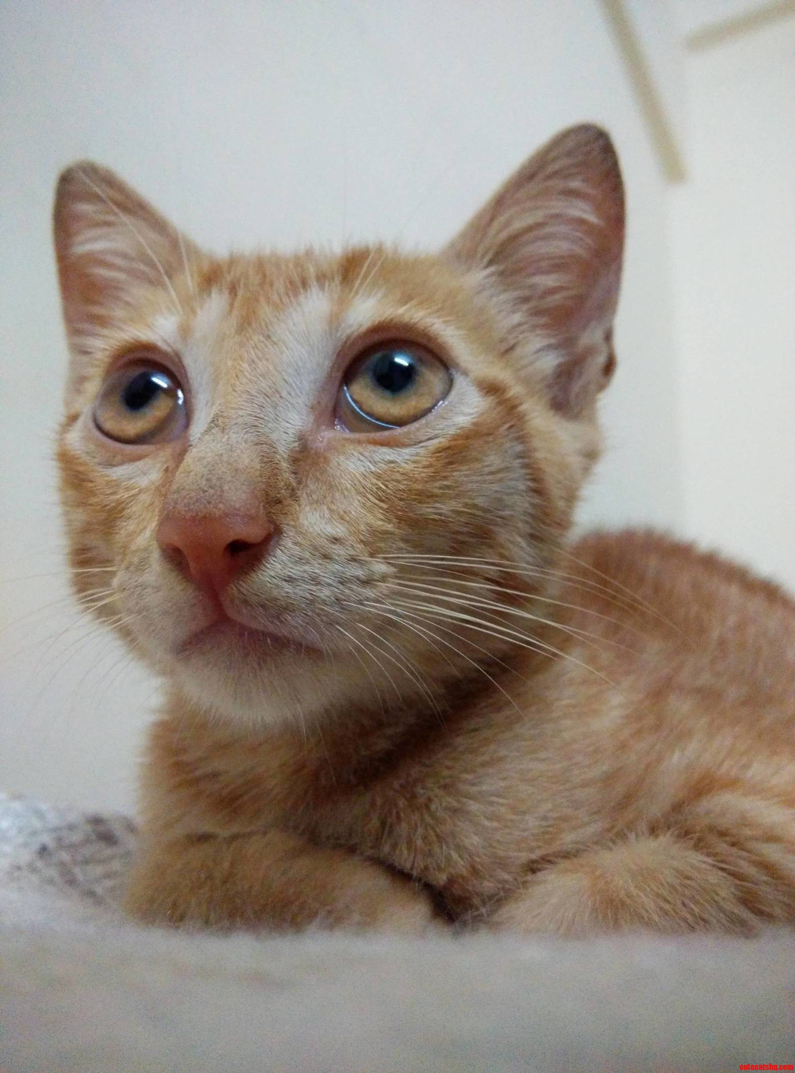 Help Me Name Him. Something Japanese.