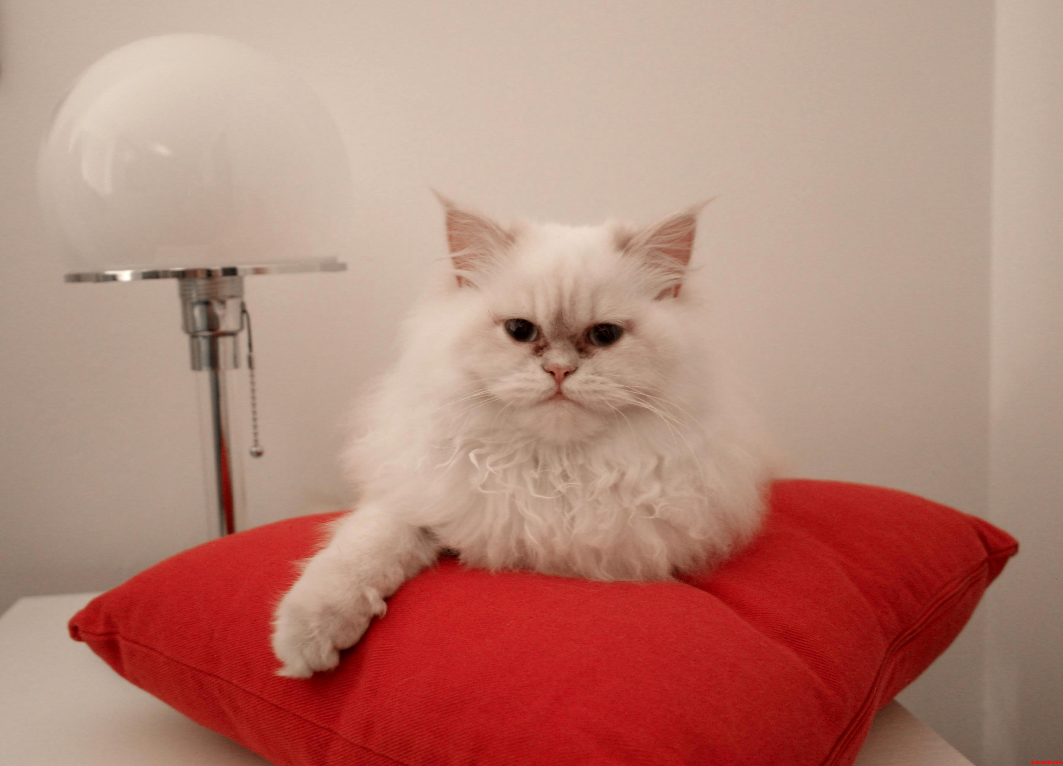 Her Highness Is Ready for Your Services.