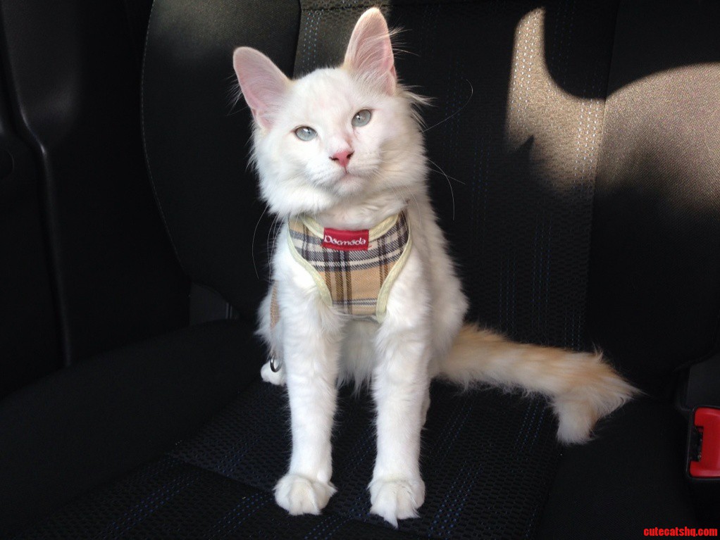 Her New Harness Has Some Sort of Taming Effect on Her