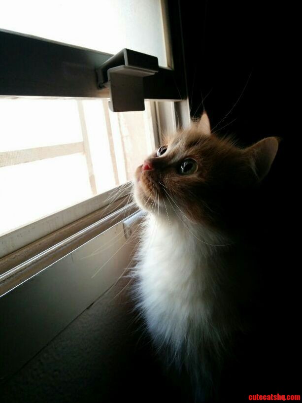 Heres My Cat Bird Watching This Morning.
