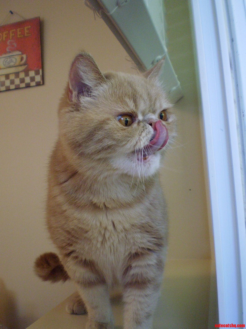 Hey I Bet You Cant Touch Your Tongue to Your Nose