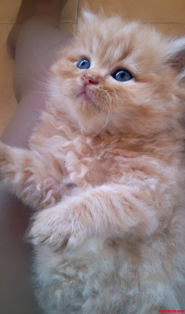 Hi Please Meet My 1 Month Old Kitten Phoenix.