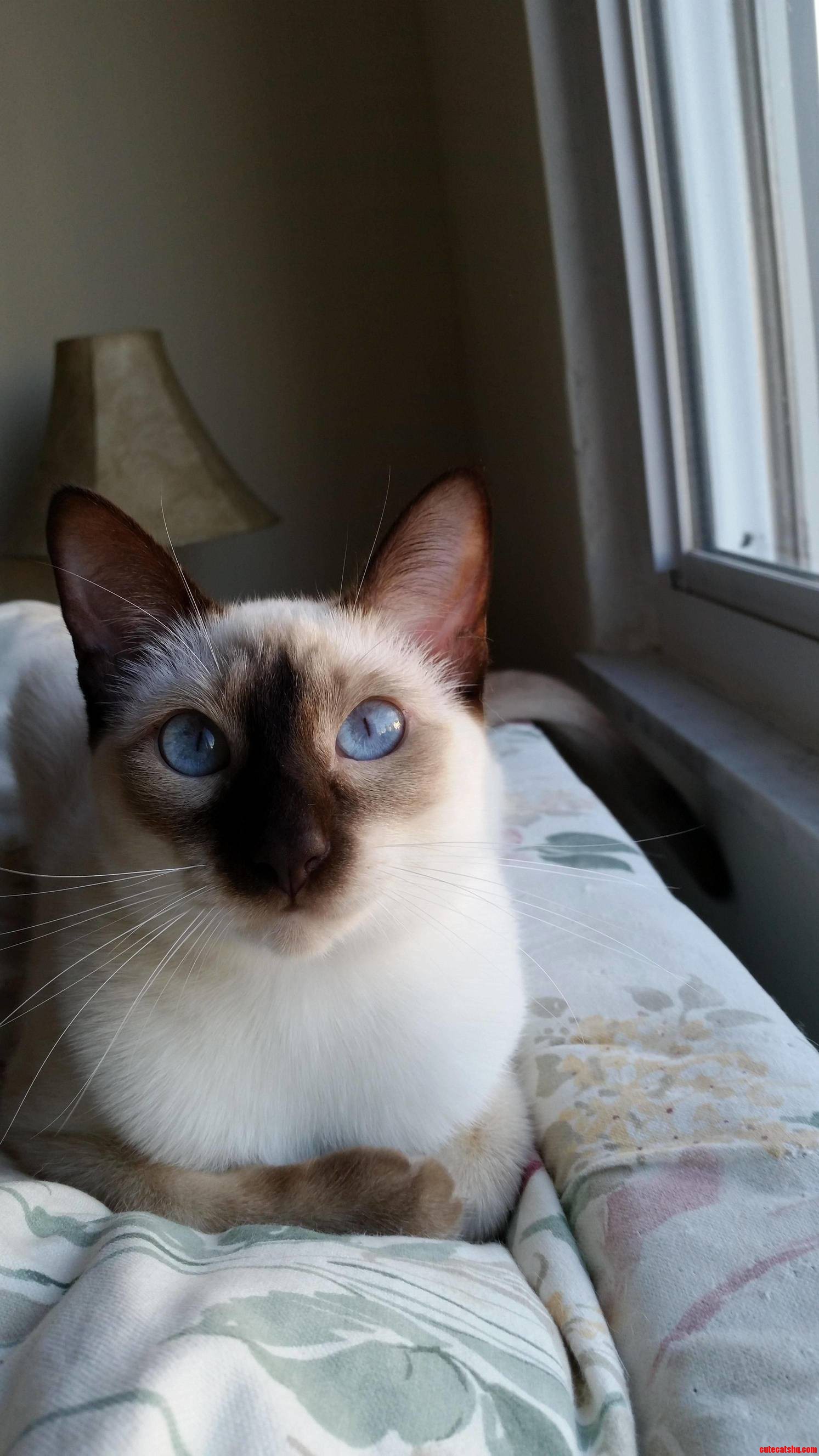 His Eyes Make Me Melt