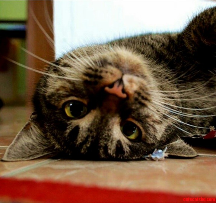 His Professional Derp Face
