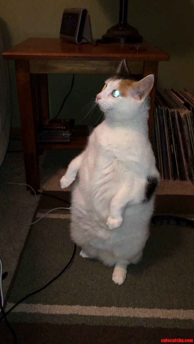 How She Stood Up Despite All That Fat Is Beyond Me.