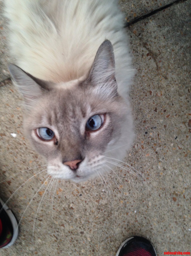 I Also Have a Cross-eyed Cat This Is Fuzzybutt