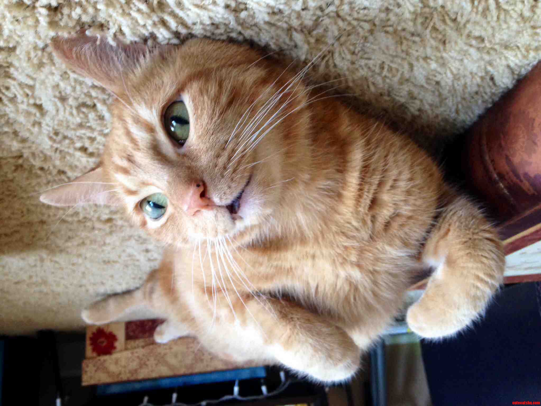 I Bet a Velcro Ceiling Would Put an End to His Mischief ...