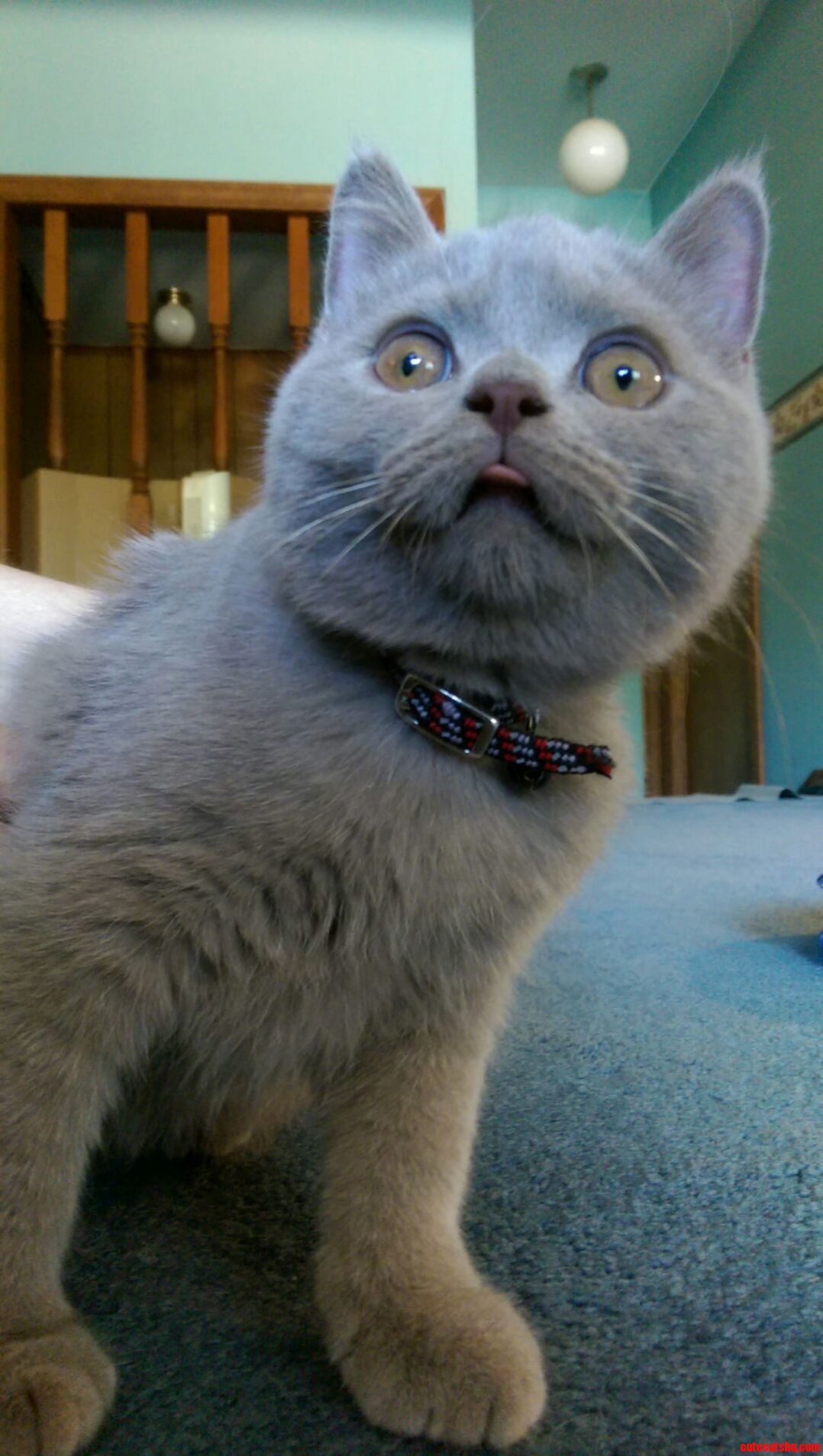 I Cant Get Enough of His Blep Faces
