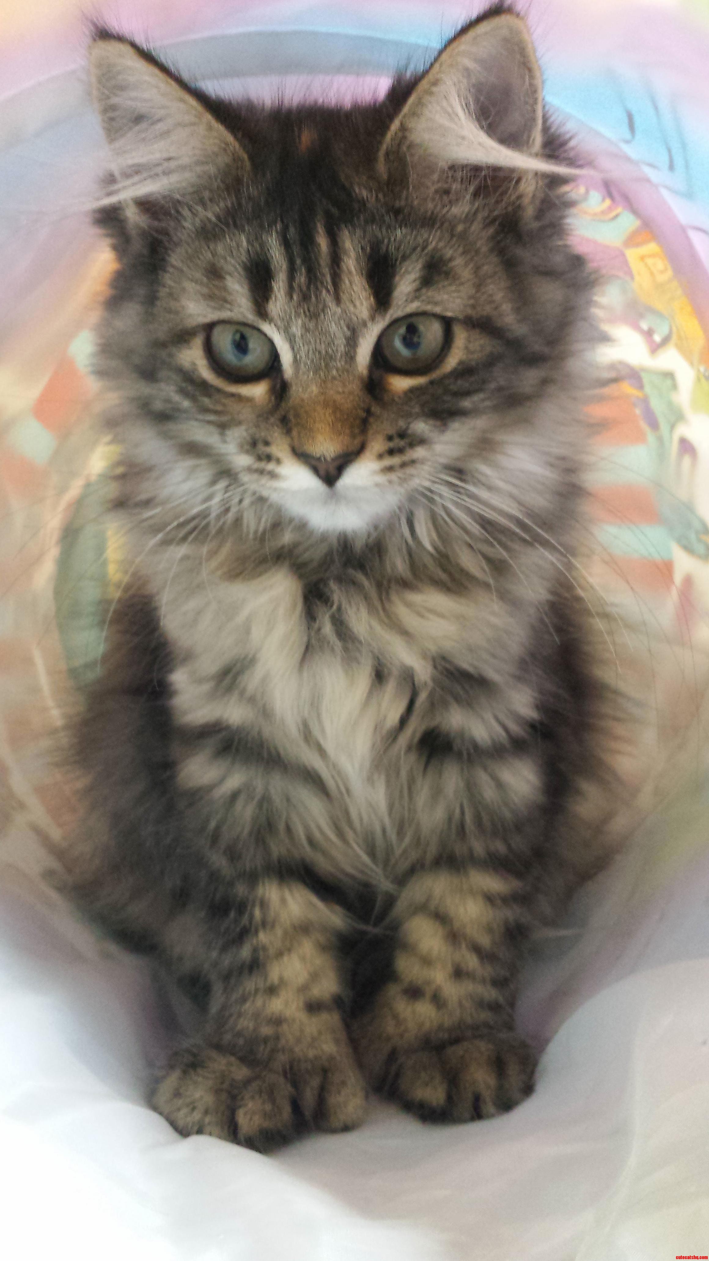 I Died When I Saw This Polydactyl Kitten at the Shelter Where I Volunteer.