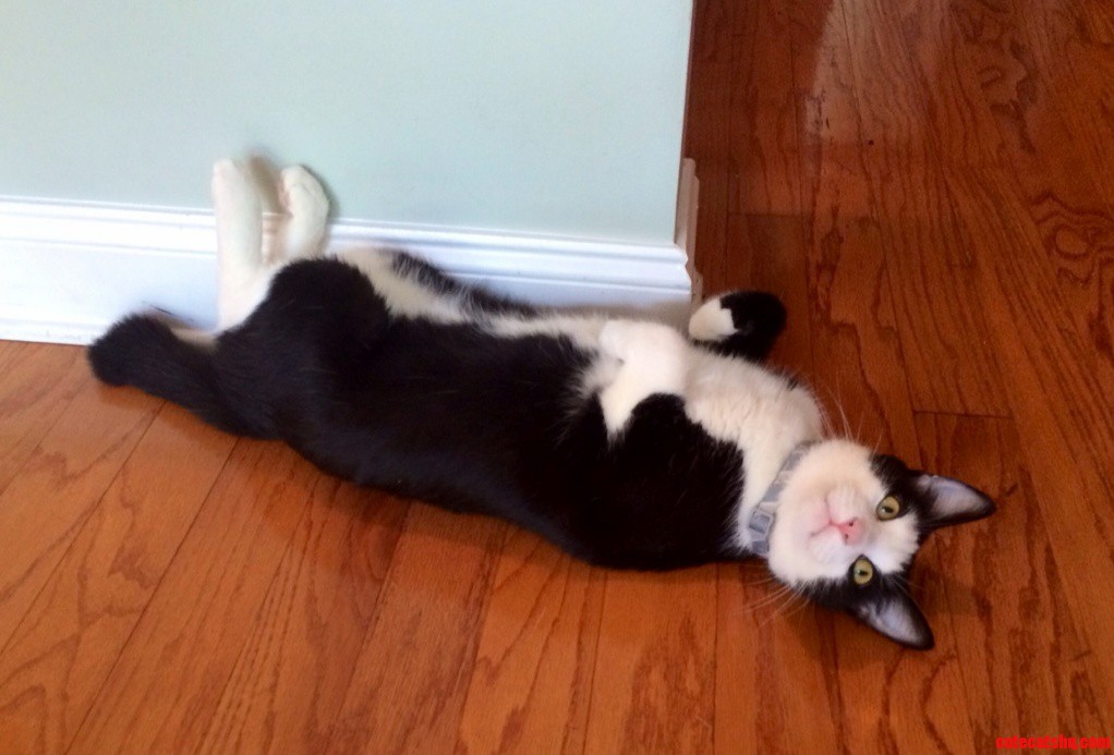 I Dont Know Why but My Cat Loves Laying on the Floor Like This