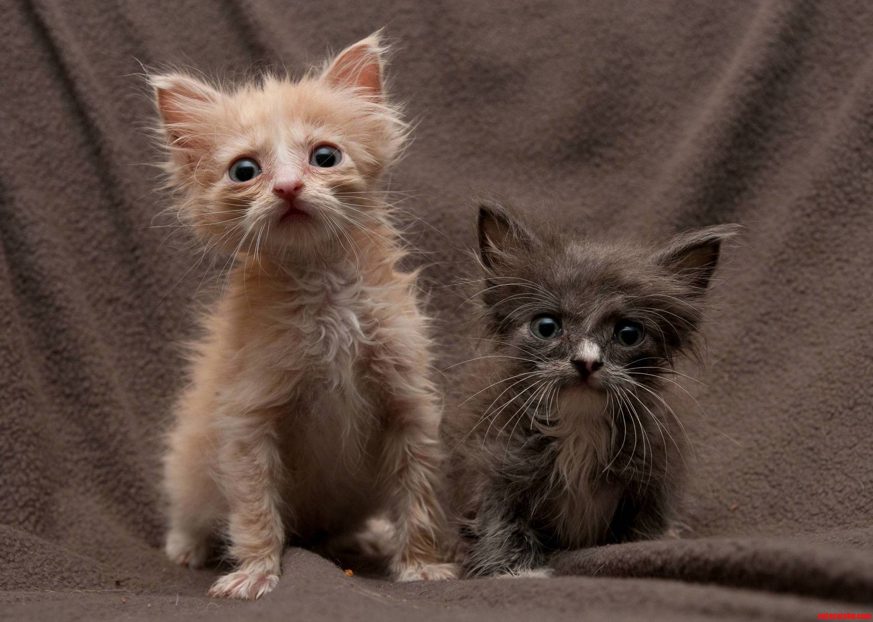I Dont Think They Liked Their Bath