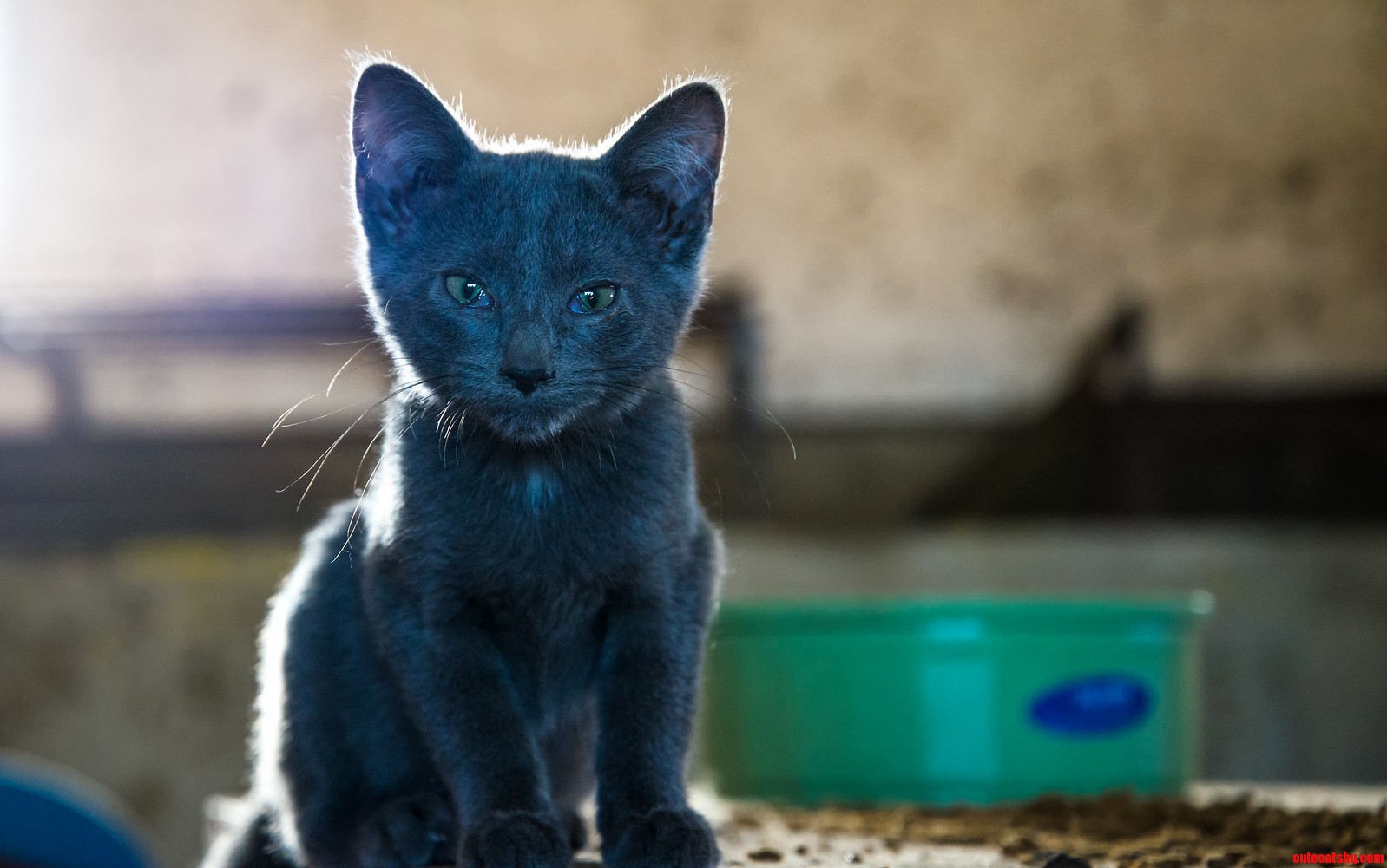 I Found This Little Guy in a Barn.