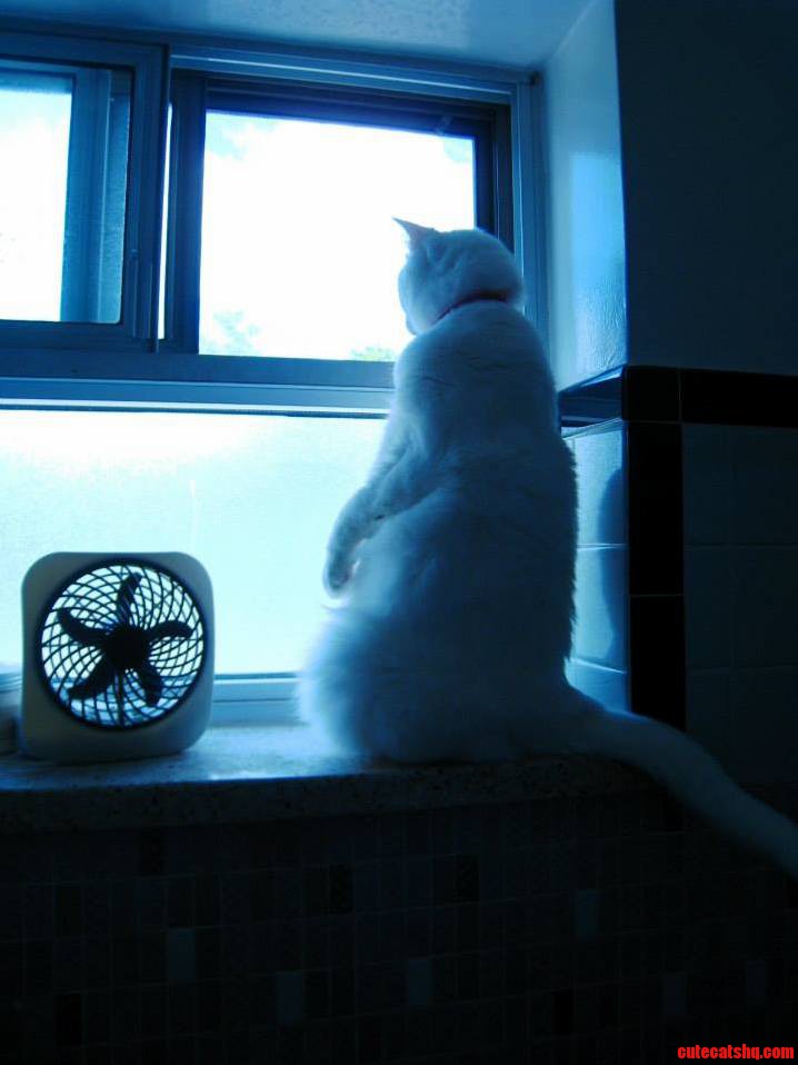 I Give You the Cat Who Thinks Shes a Prairie Dog