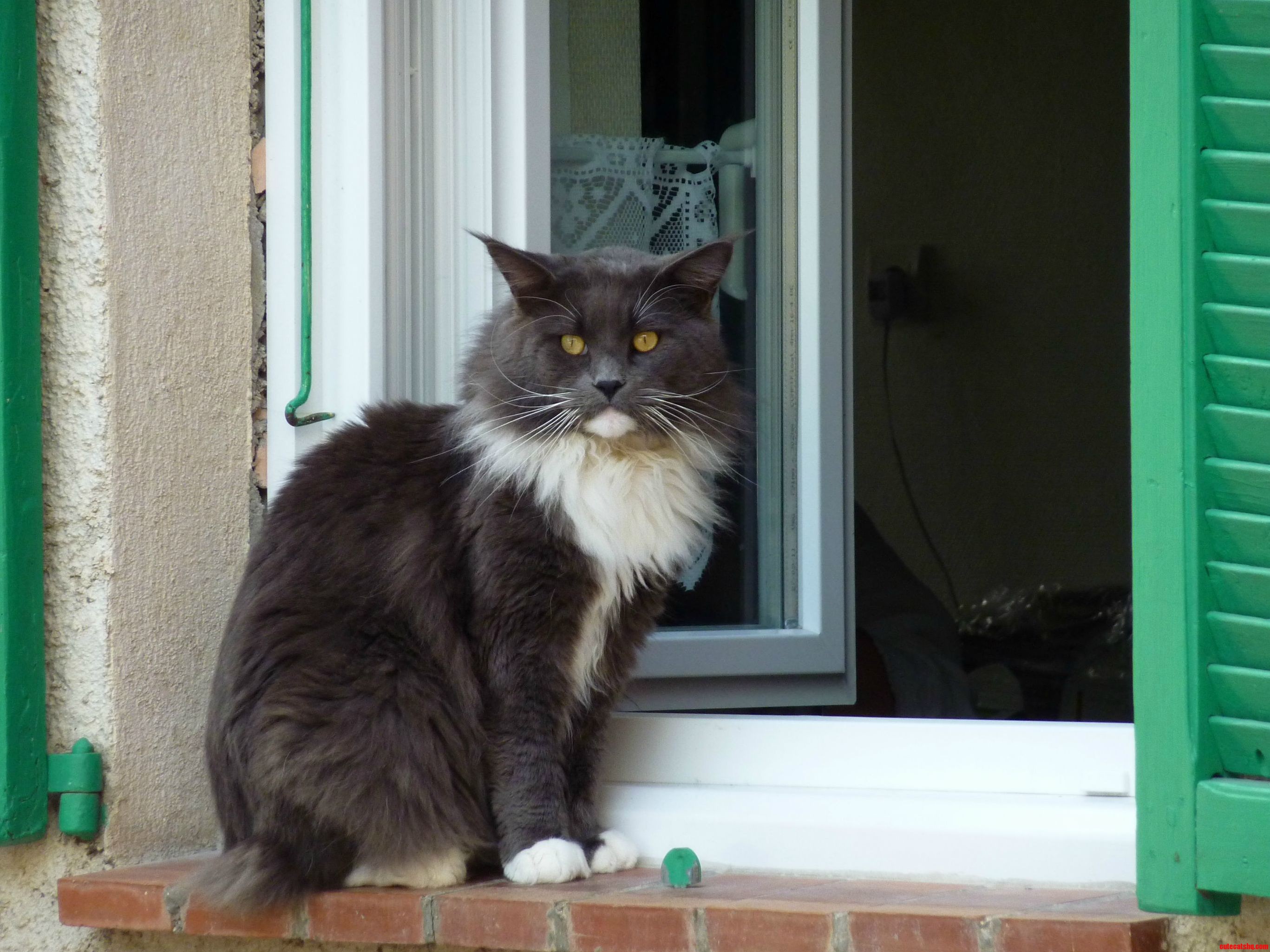 I Got a Look from This Cat While Sightseeing in Sospel France . Oc