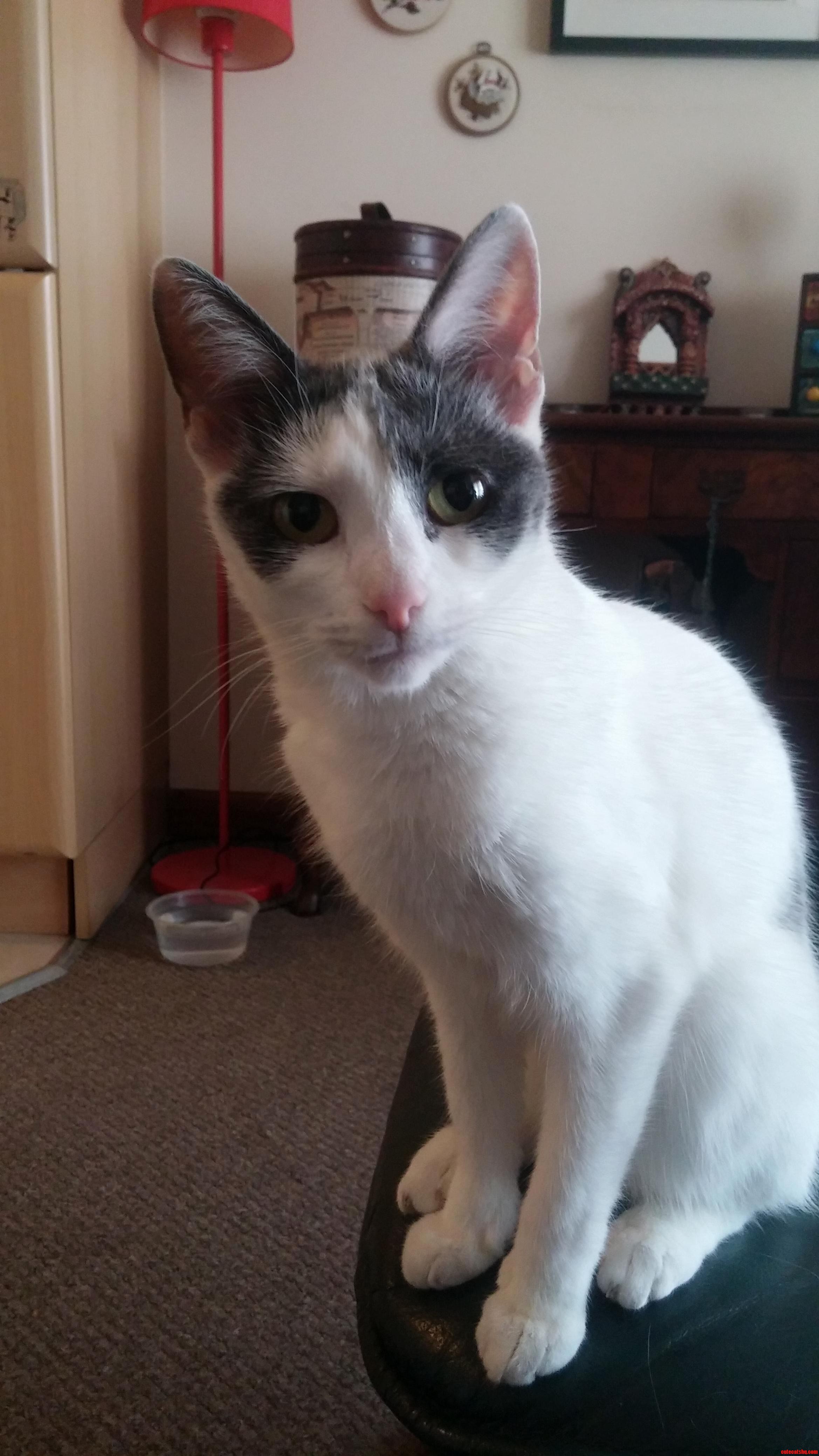 I Love My Cat