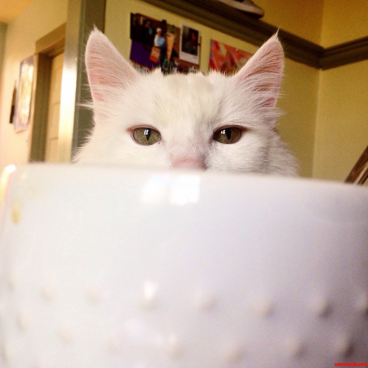 I See You. I Want Your Breakfast.