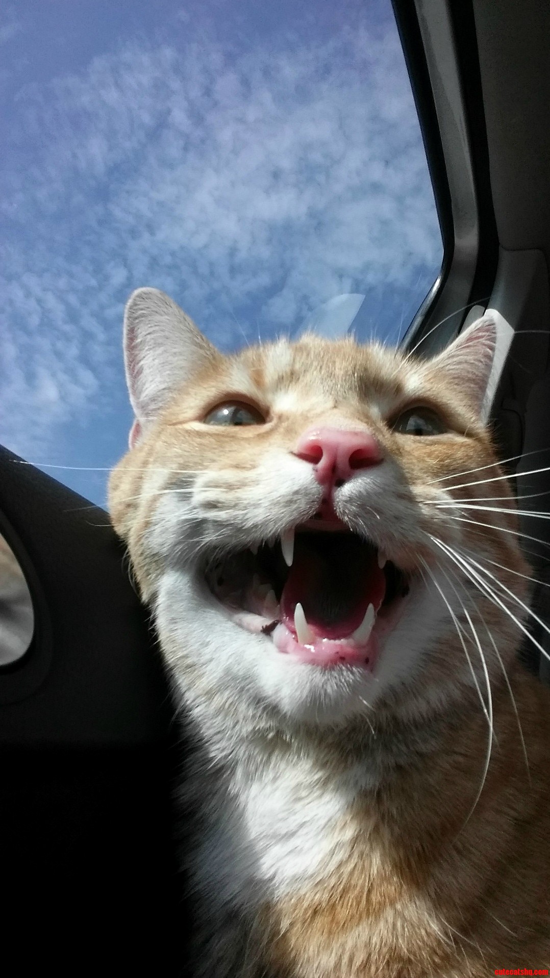 I Think Hes Enjoying the Car Ride