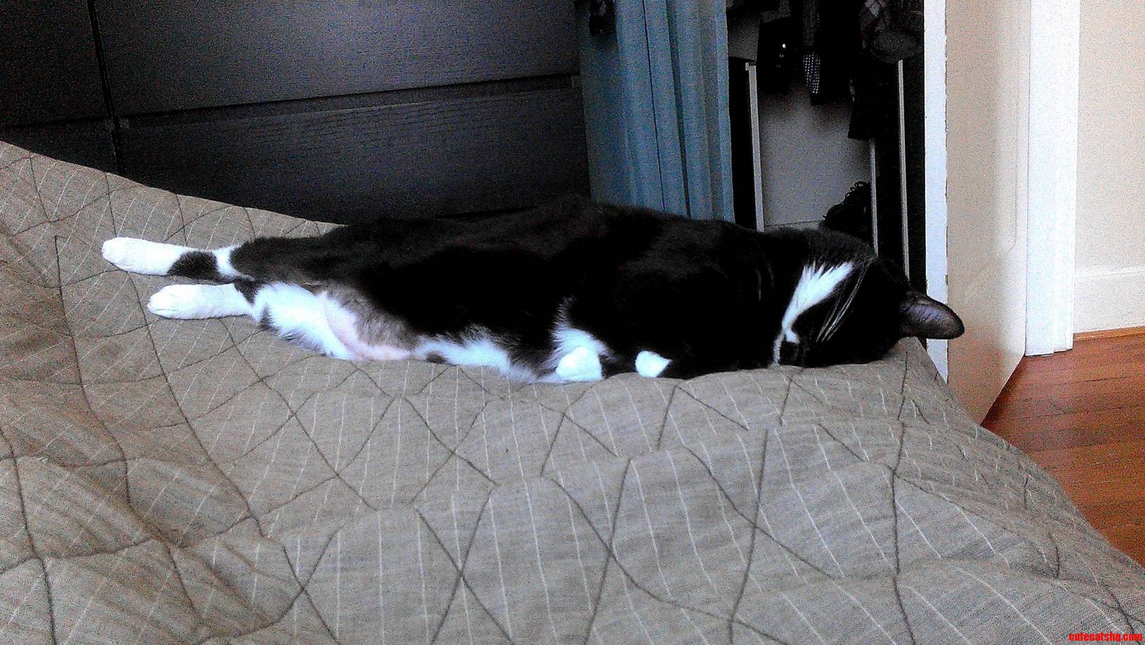 I Think My Cat Is Having Trouble Dealing with the Loss of His Job....or Something.