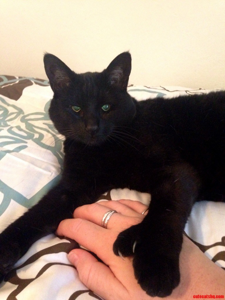 I Think She Is the Cutest Polydactyl Ever