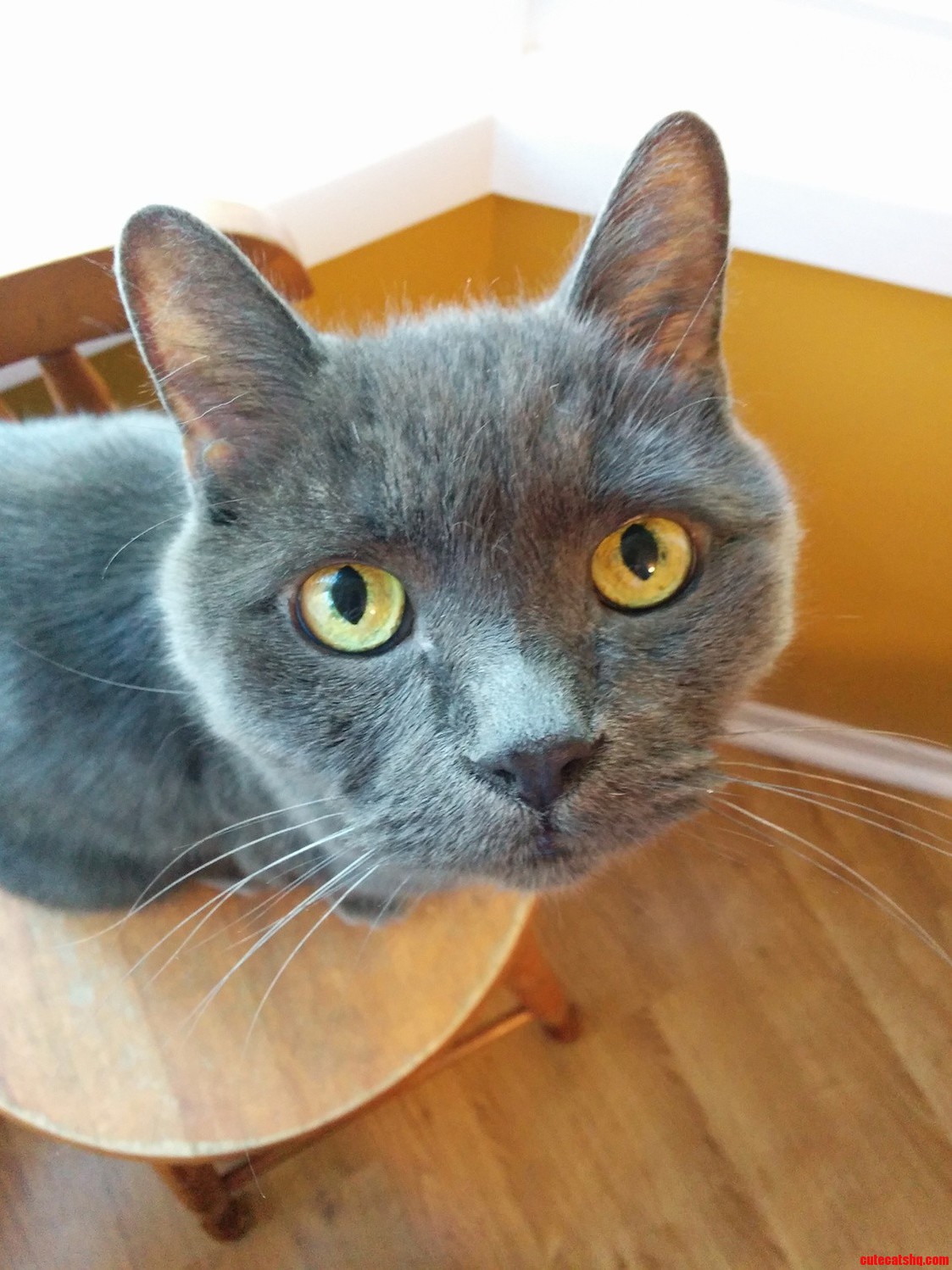I Wanted to Get Him Watching the Birds Outside the Window but He Noticed Me.
