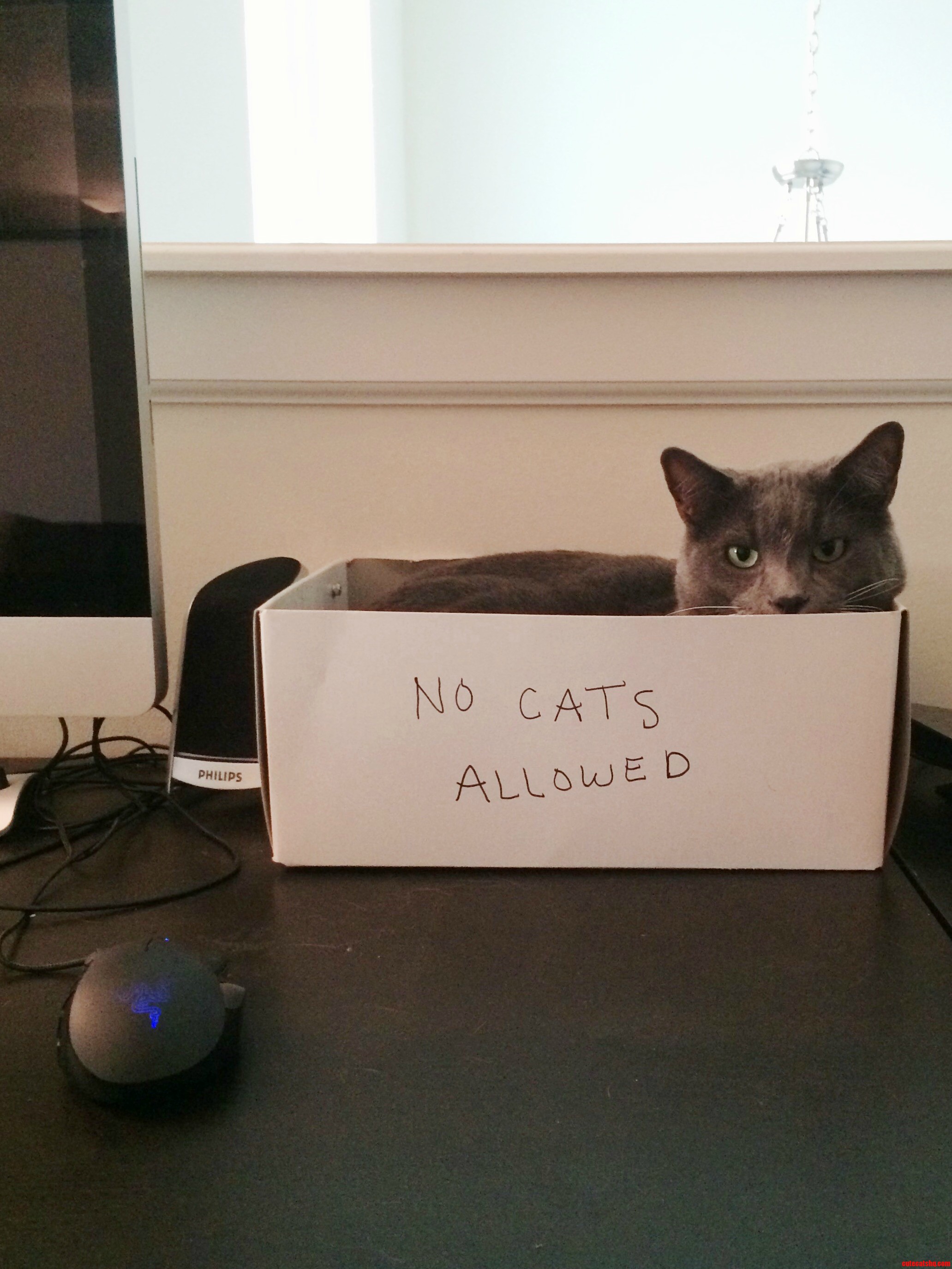 If at First the Cat-trap Is Unsuccessful Add a Descriptive Label to the Trap