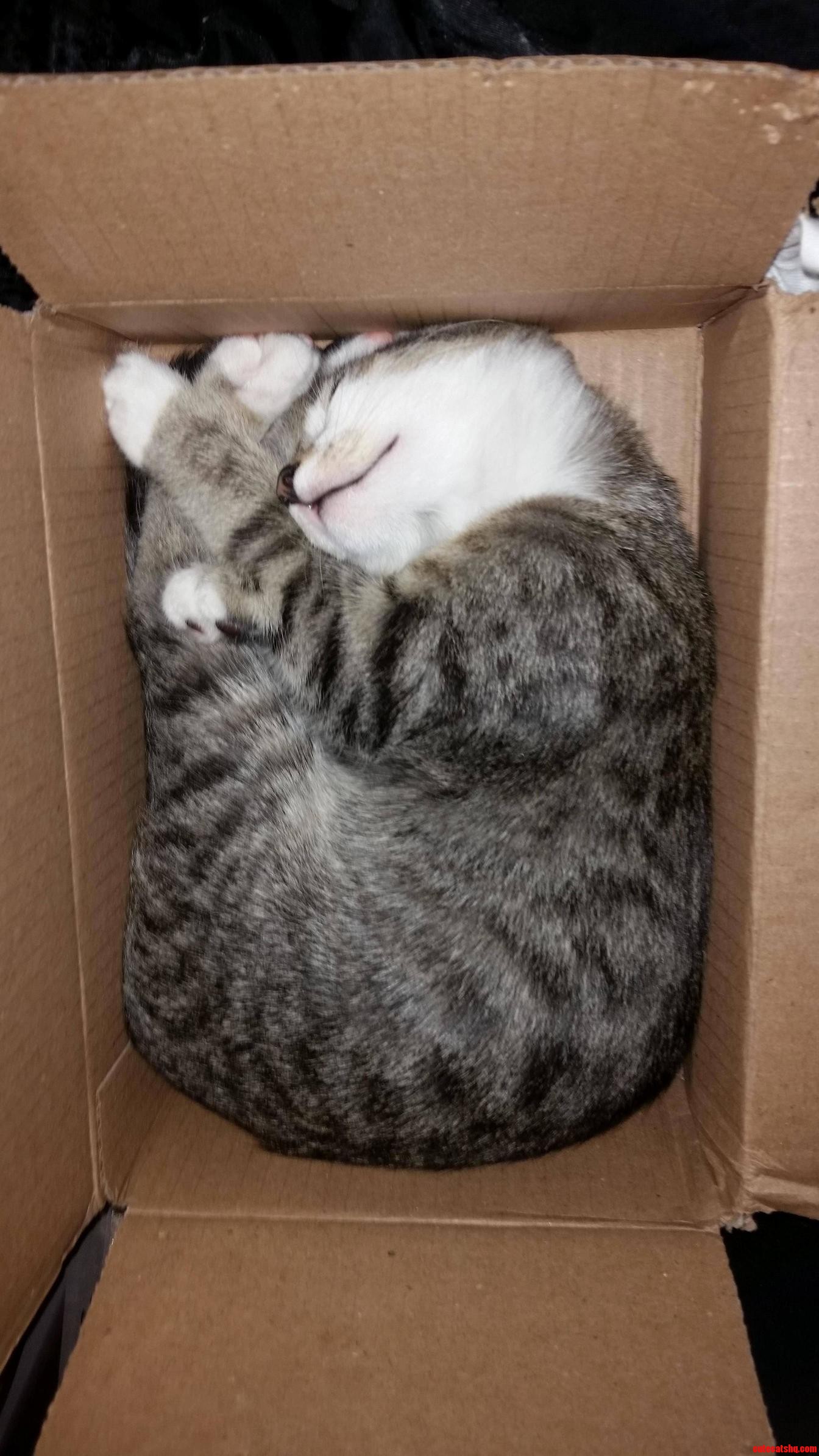 If I Fits I Sits