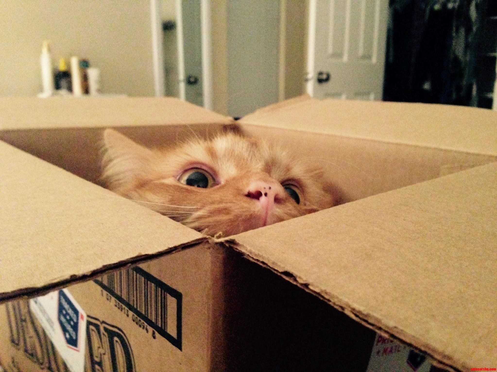 If Mittens Fits He Sits and Looks Crazy