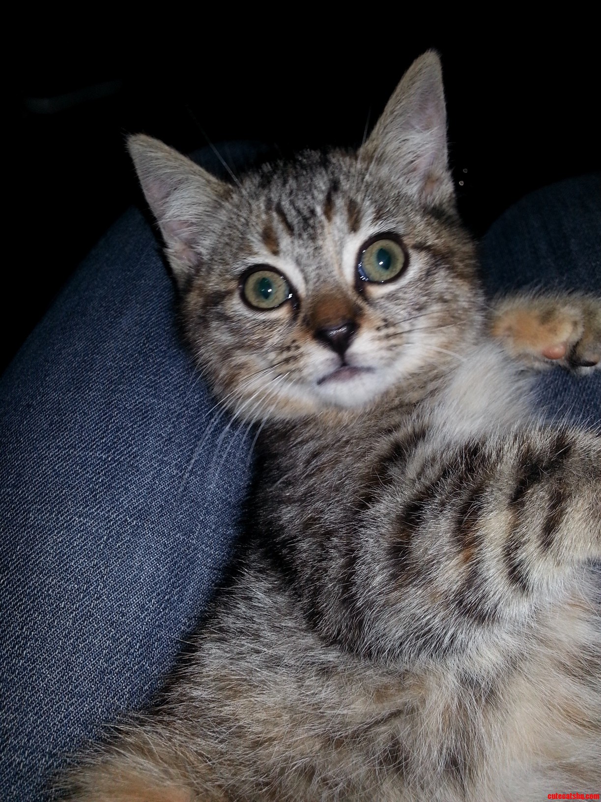 Igor My Kitten with a Lazy Eye