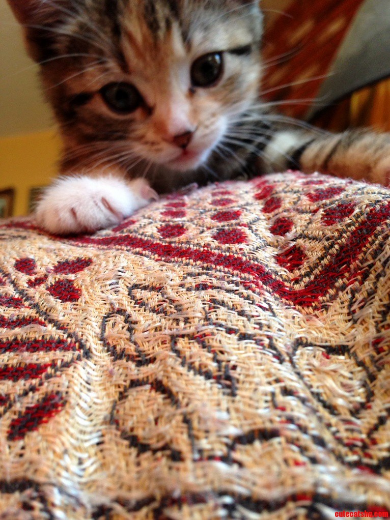 In Memory of This Pretty Girl Pippin
