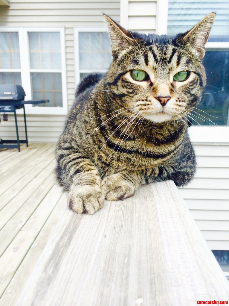 In Response to My Last Pic Heres a Non Edited Picture of My Cat.
