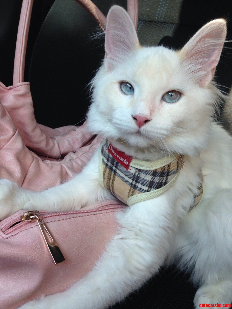 Isis Looking Elegant in Her New Plaid Harness.