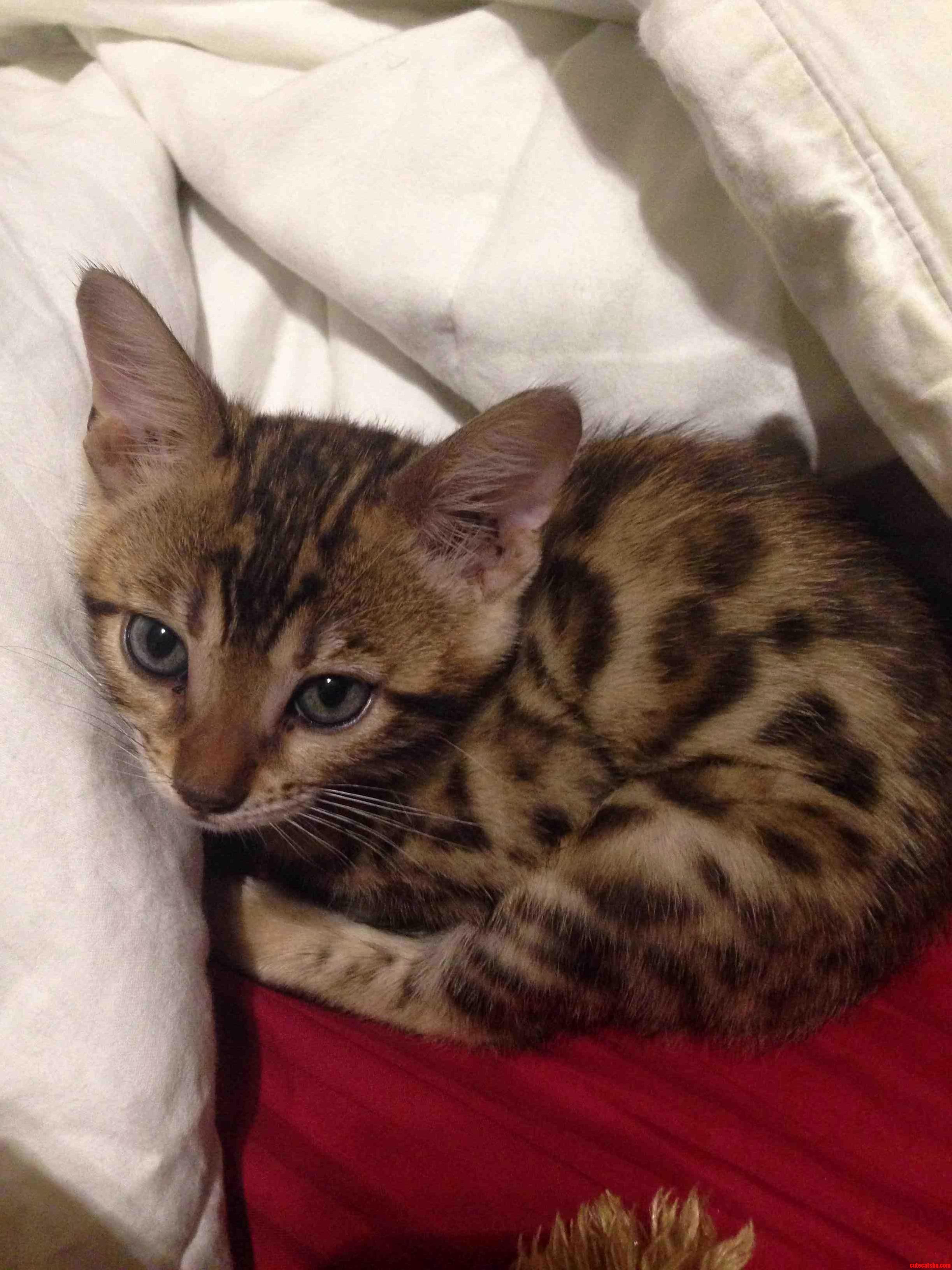 Its a New Girl and I Am Looking for Something That Just Fits Right with a Bengal