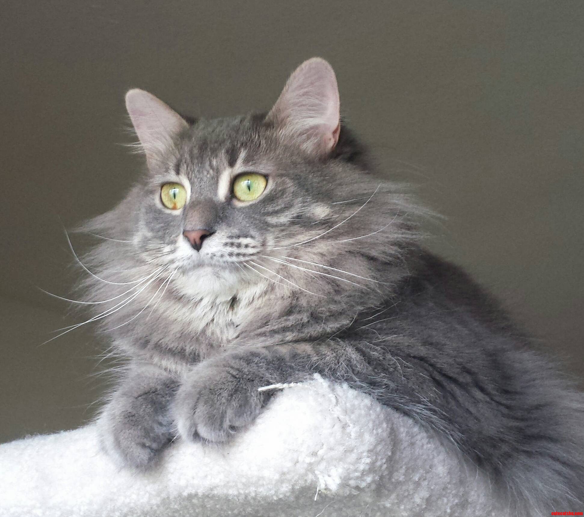 Its Always a Happy Caturday with My Majestic Nini.