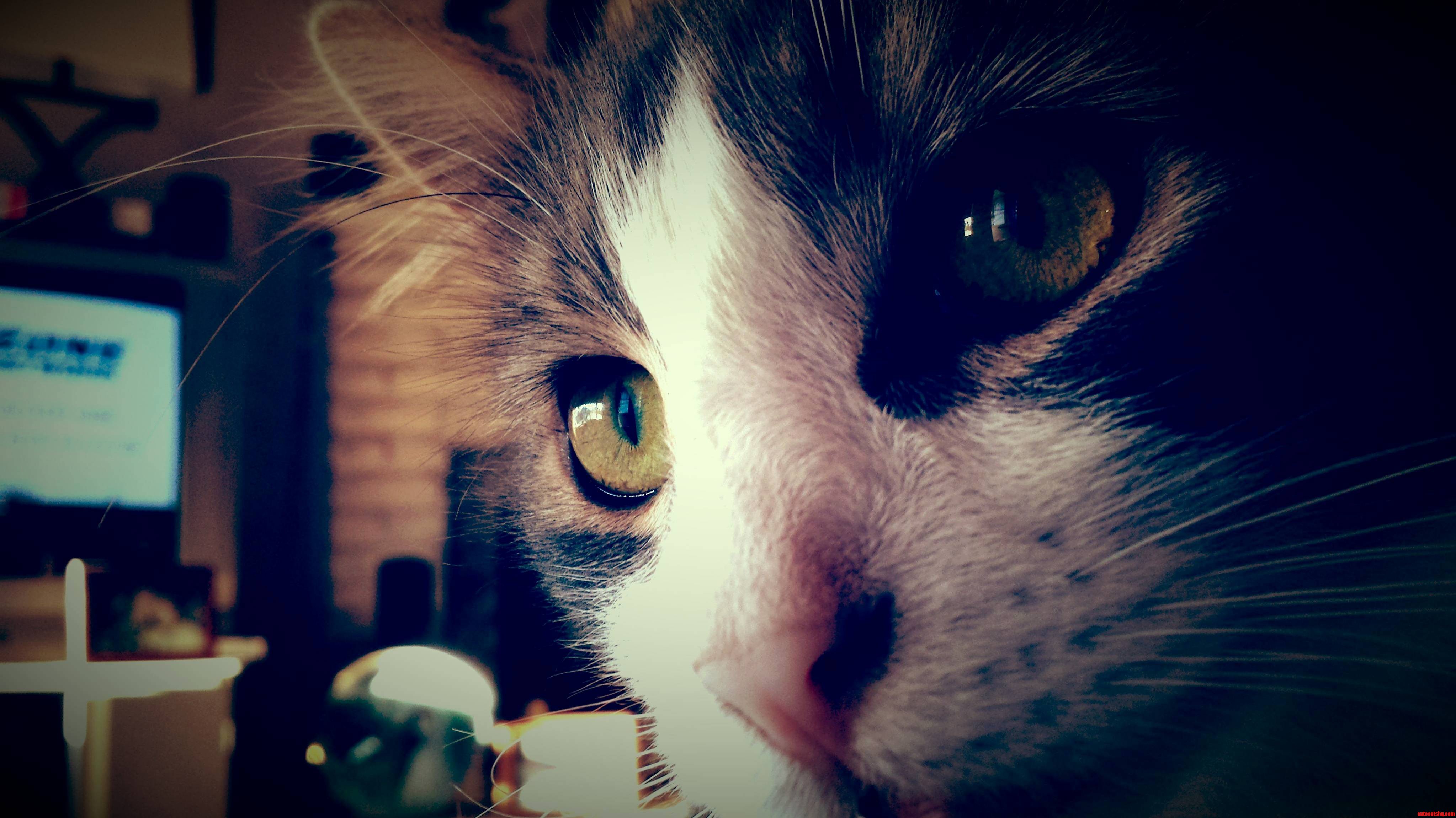 Its Hard to Get a Good Picture of Him.