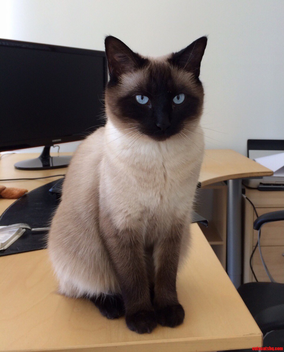 Its My Cake Day So Heres a Pic of My Gorgeous Kitty Arya
