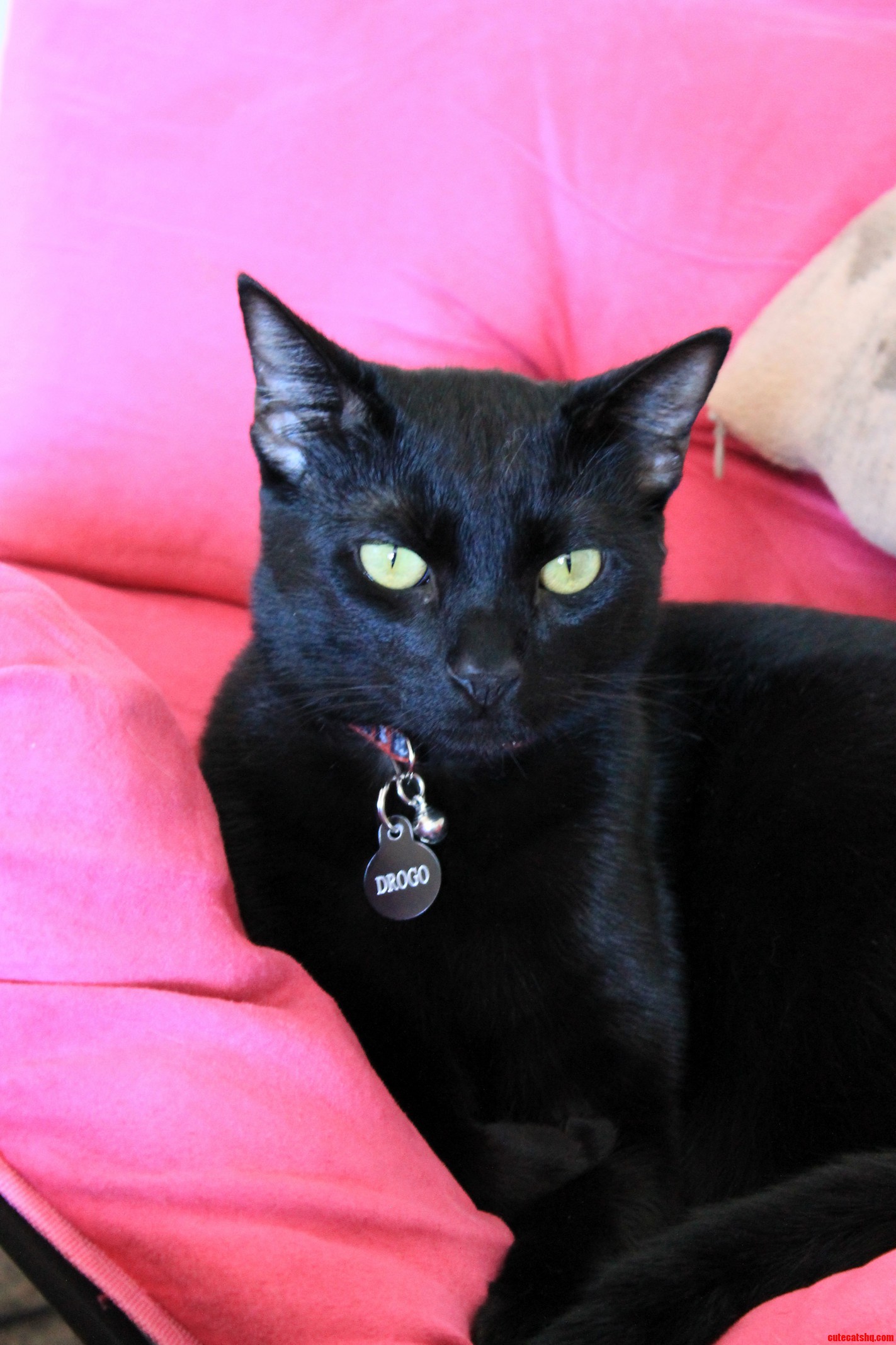 Its So Hard to Get a Good Picture of Him but Here Is Our Gorgeous All-black Kitty.