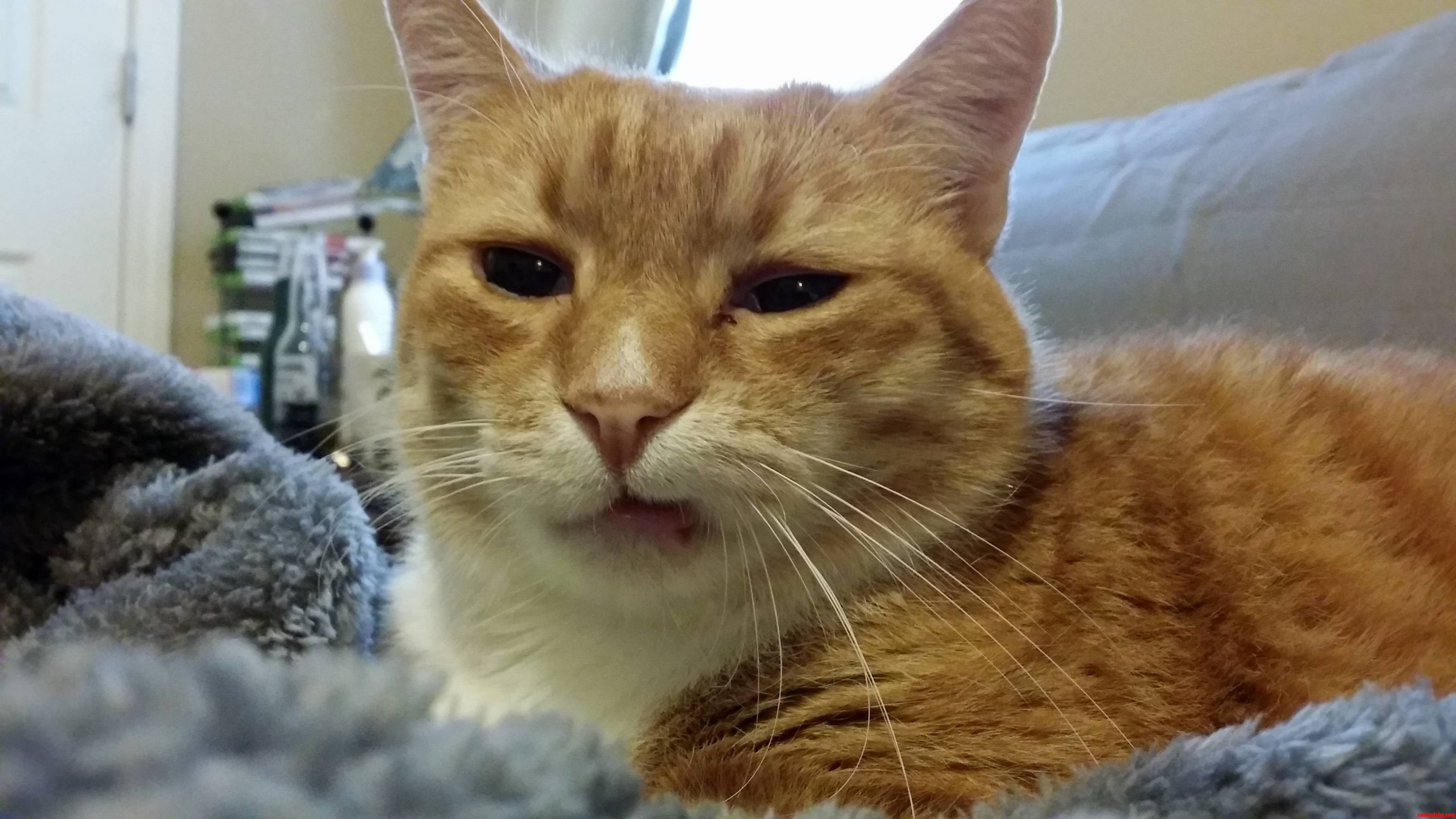 Jc Is Getting Older and Has Lost One of His Fangs. This Is the Kind of Look That I Get from Him 90 of the Time. Such Disdain.
