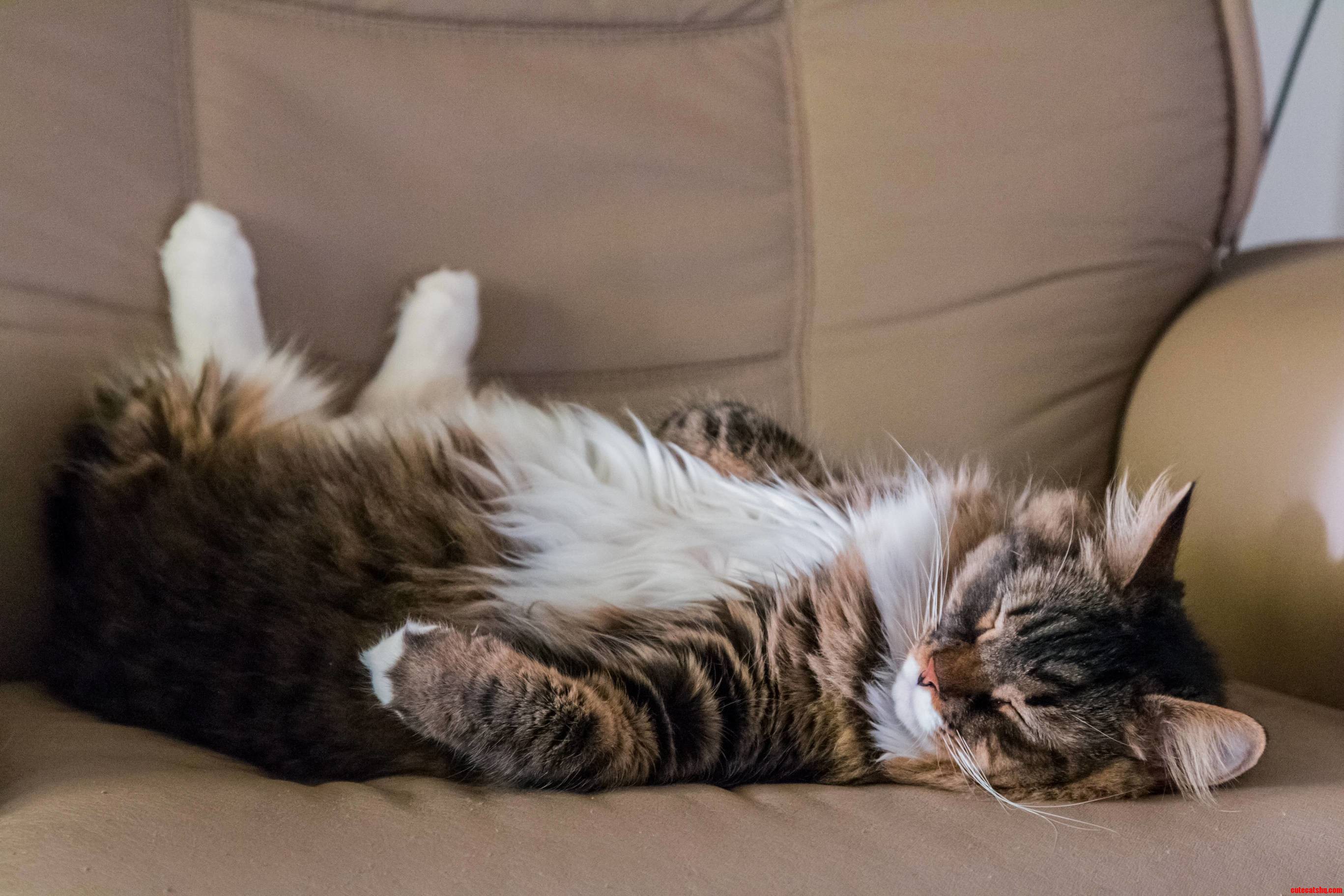 Jonesy Is Lazy and Adorable