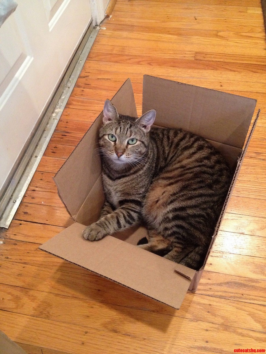 Just a Cat Doing Cat Things.