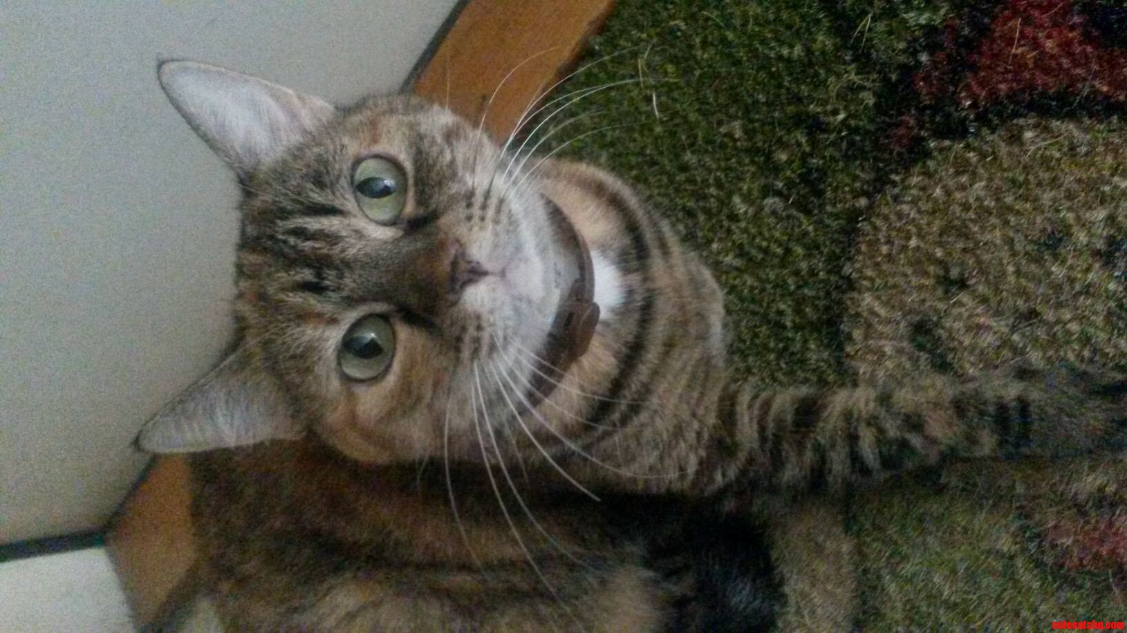 Just Moved to a New Building and This Pretty Lady Is the Managers Cat. Shes So Cuddly