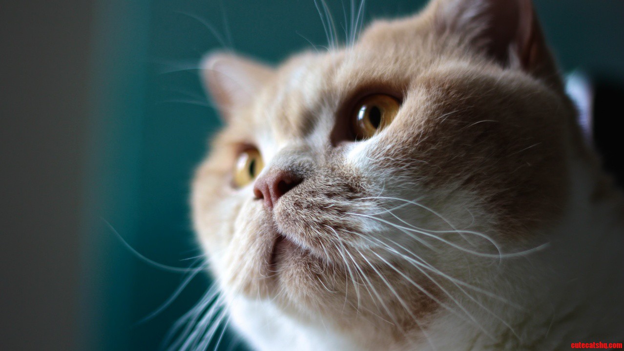 Just My Cats 1 000 Yard Stare.