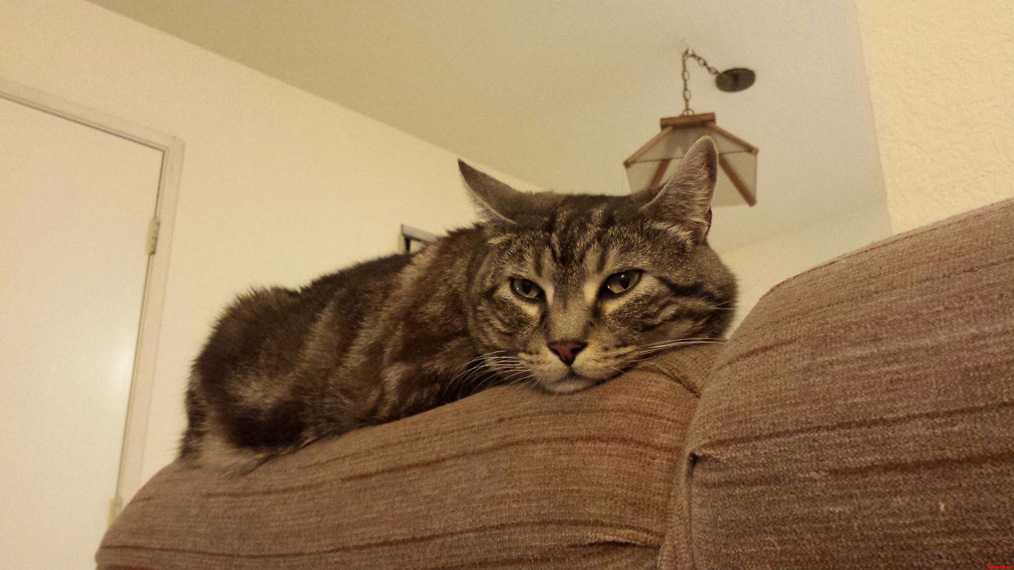 King of the Couch