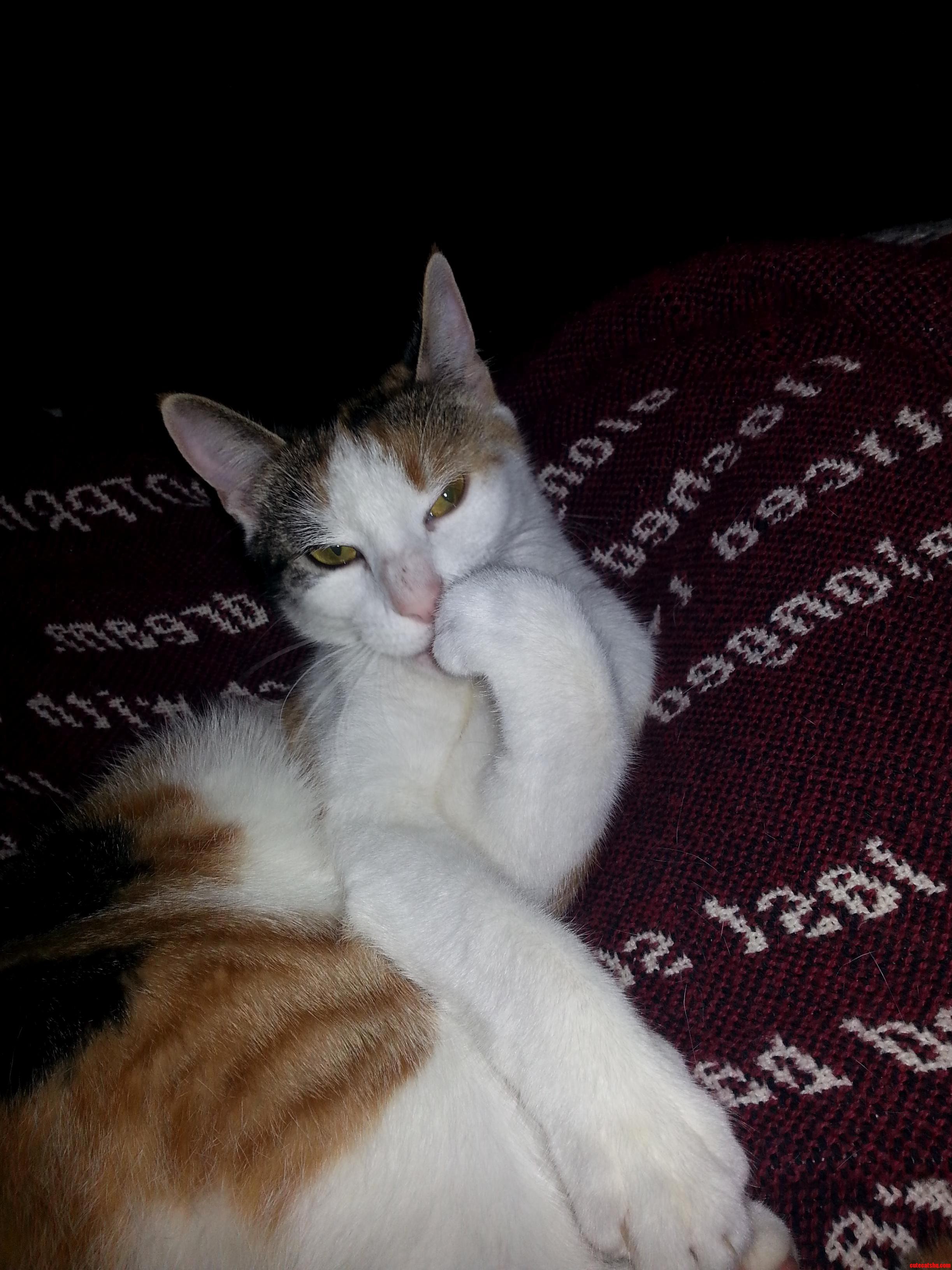 Kitkat Is Not Amused