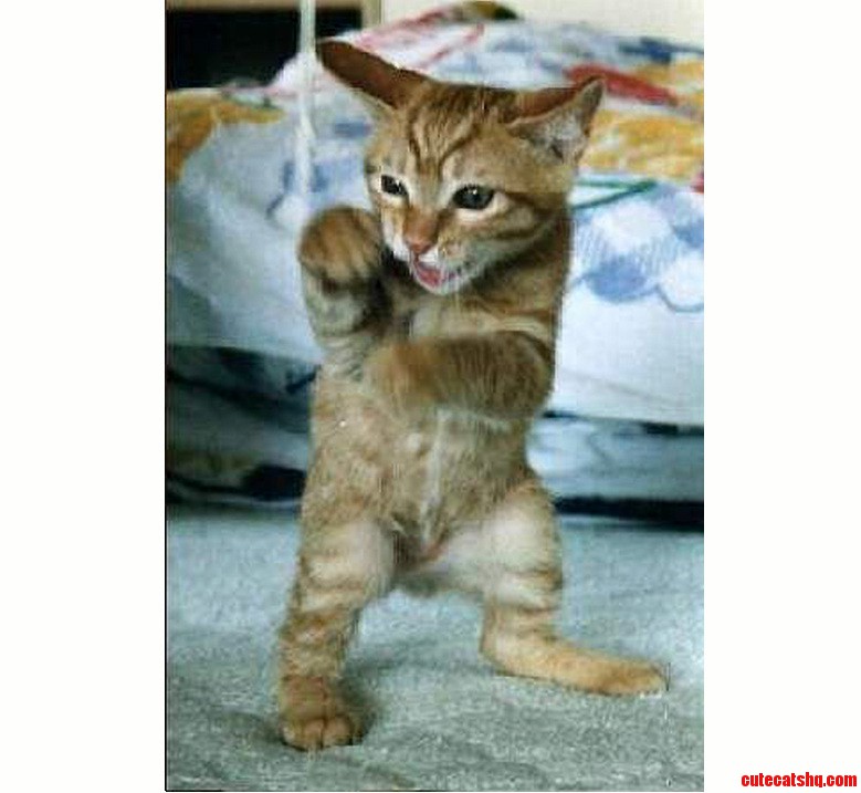 Kitten Boxing