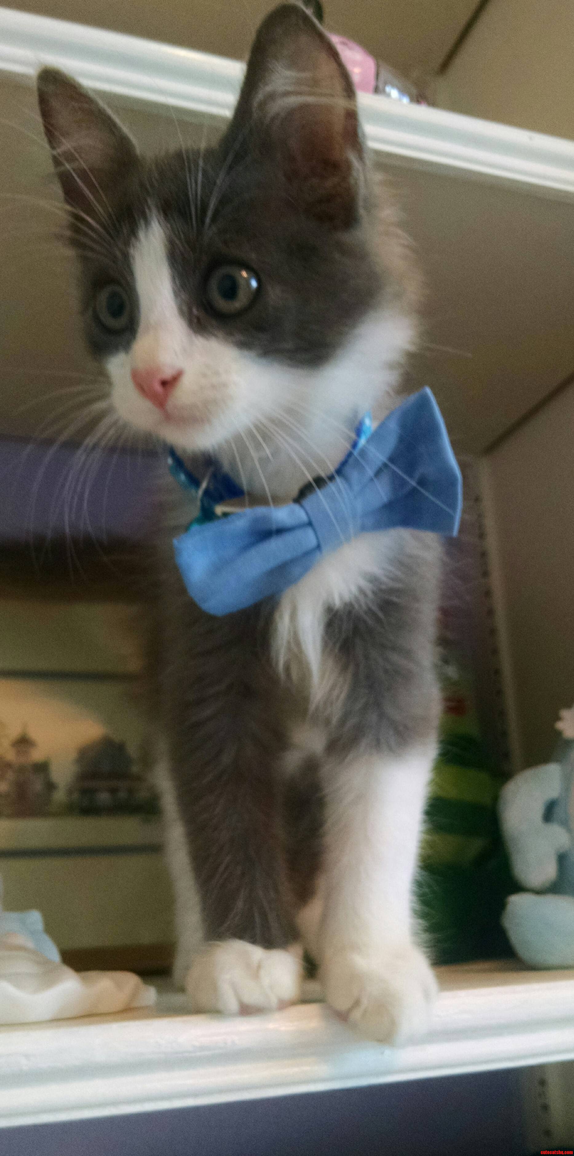 Kitten Thor in a Bowtie