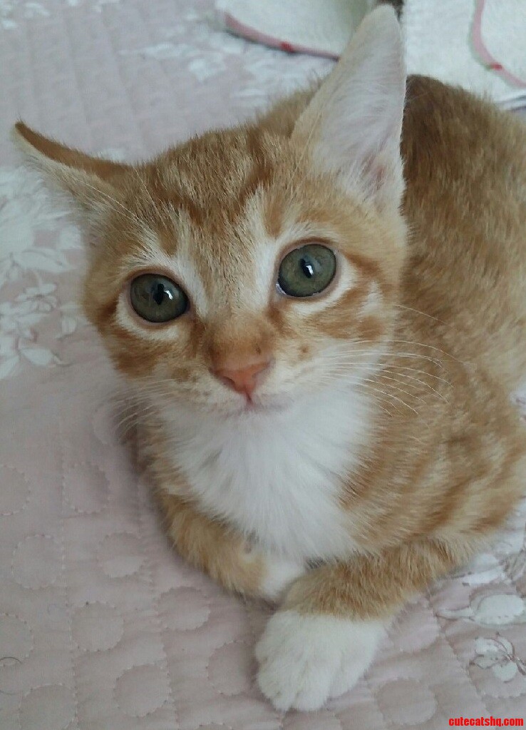 Kitten