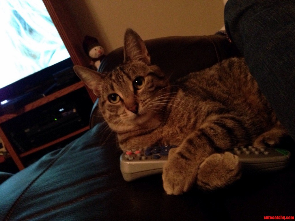 Kittens Turn to Watch Tv